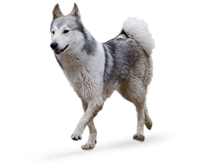 Laika de Sibérie Occidentale