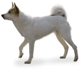 Spitz de Norrbotten