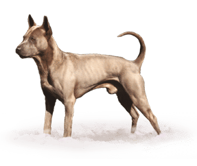 Chien Thaïlandais à crête