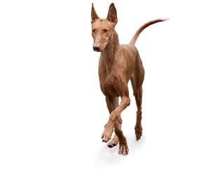 Podenco des Canaries