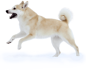 Buhund Norvegien