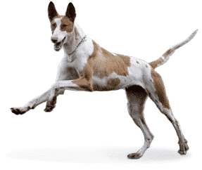 Chien de Garenne des Baleares
