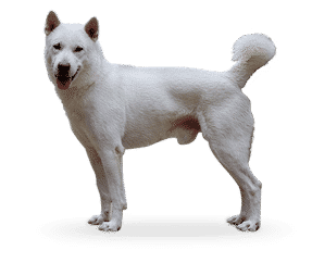 Kishu