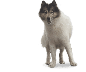Chien du Groenland