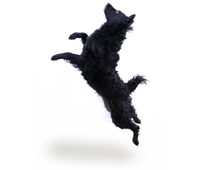 Chien de Berger Croate