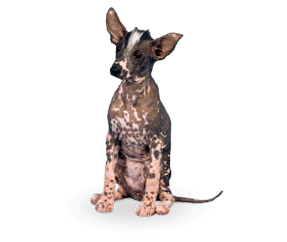 Chien nu du Pérou moyen