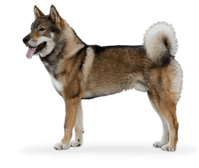 Shikoku