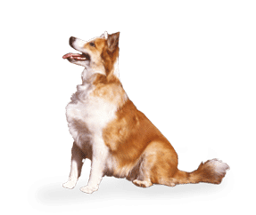 Chien de berger Islandais