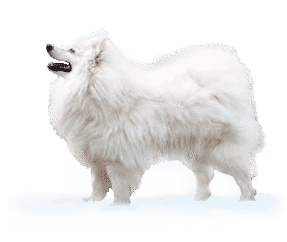 Spitz Italien