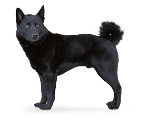 Chien d’Elan Norvégien Noir