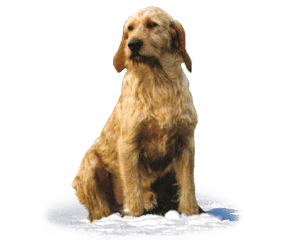 Griffon fauve de Bretagne