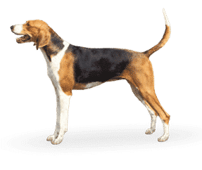 Foxhound Américain