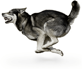 Chien d’élan Suedois
