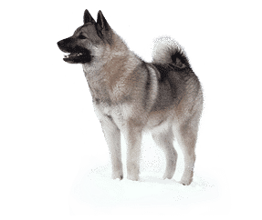 Chien d’élan Norvégien