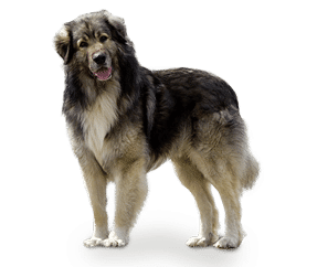Chien de berger Roumain des Carpates