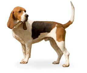 Chien d’Artois