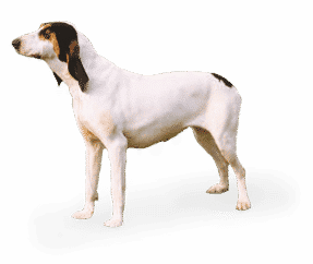 Race de chien Grand Gascon Saintongeois
