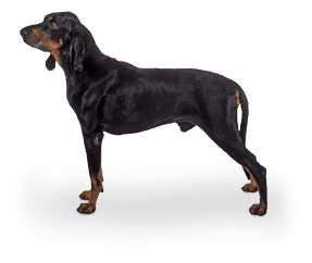 Coonhound noir et feu