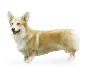 Race de chien Welsh corgi pembroke