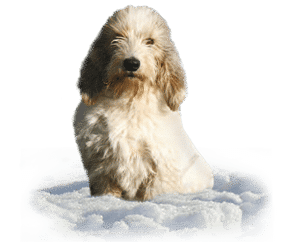 Petit basset griffon Vendeen
