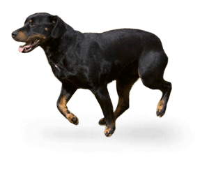 Chien courant du Smaland