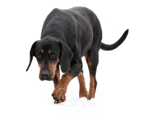 Chien Courant Polonais