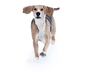 Chien courant Norvégien