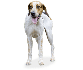 Foxhound Anglais