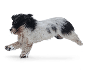 Chien de berger Polonais de plaine