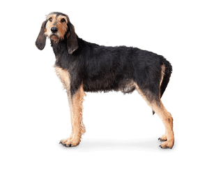 Chien d’arrêt Italien à poil dur