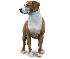 Chien courant de Posavatz