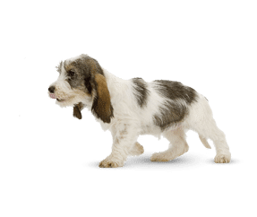 Grand basset griffon Vendéen