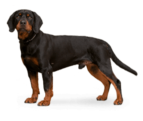 Race de chien Chien courant Slovaque