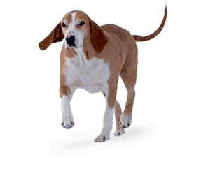 Chien courant Hygen