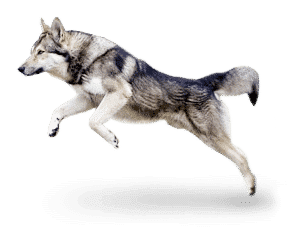 Chien loup de Saarloos