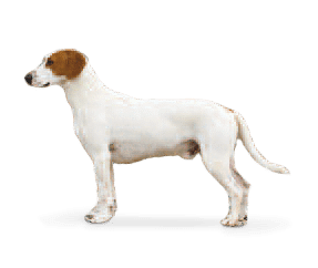 Chien courant d’Istrie à poil ras