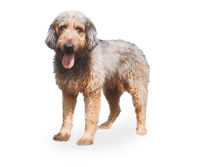 Race de chien Griffon Nivernais