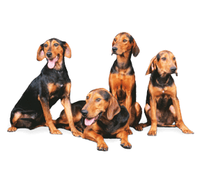 Chien courant Grec