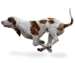 Chien courant Espagnol