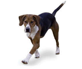 Chien courant Hamilton