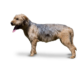Chien courant de Bosnie à poil dur