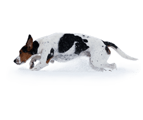 Chien courant Halden
