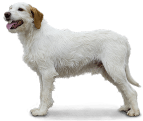 Chien courant d’Istrie à poil dur
