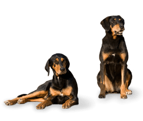 Chien courant de Transylvanie