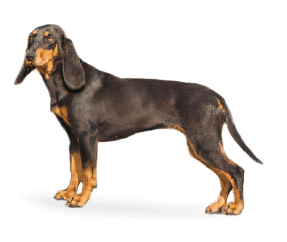 Chien Courant Suisse