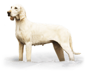 Porcelaine