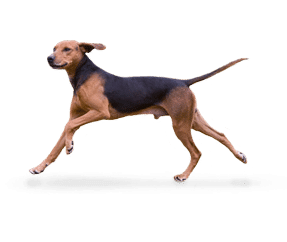 Chien courant Schiller