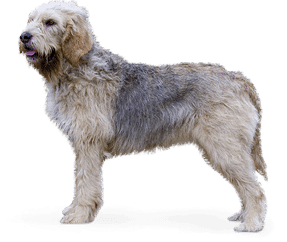 Chien de loutre