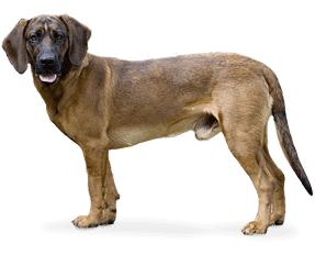 Chien de rouge de Hanovre