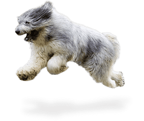Chien de berger Roumain de Mioritza